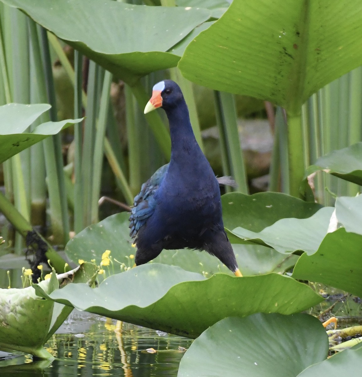 ML487474221 - Purple Gallinule - Macaulay Library