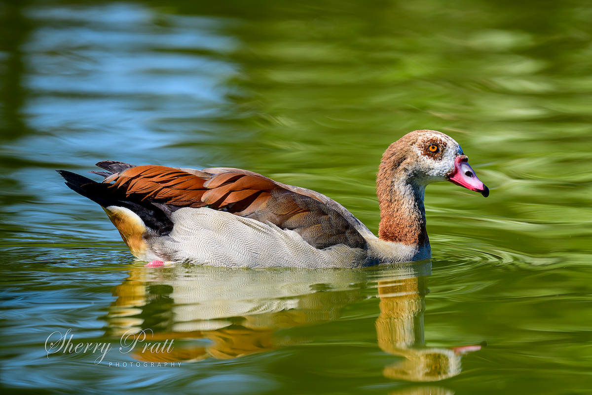 Egyptian Goose - Sherry Pratt