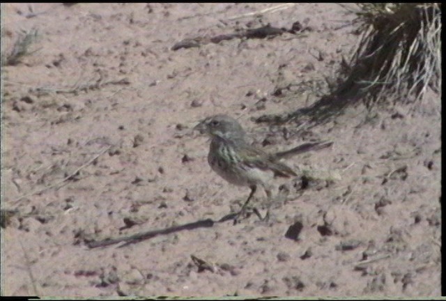 Sagebrush Sparrow - ML487475