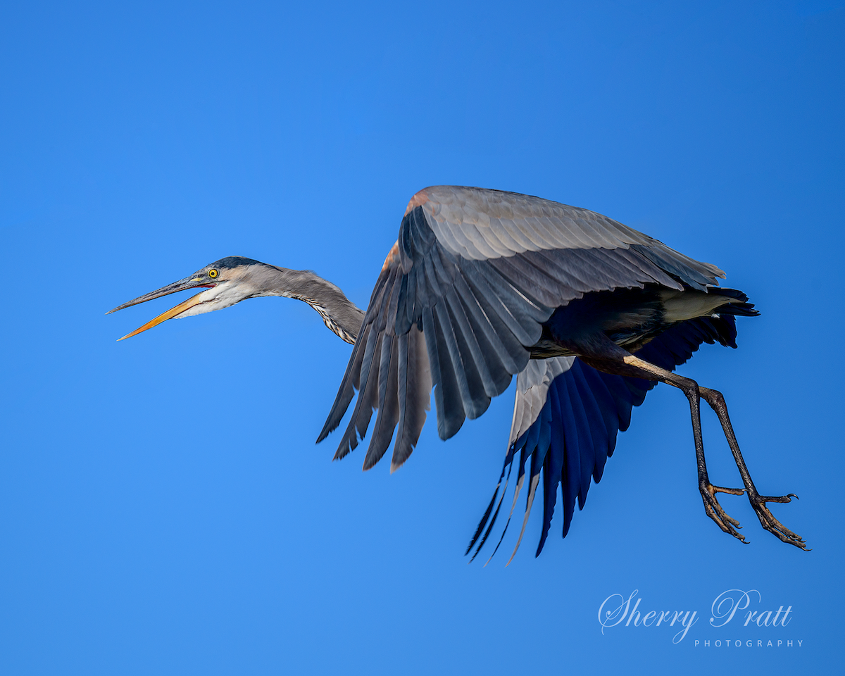 Great Blue Heron - Sherry Pratt