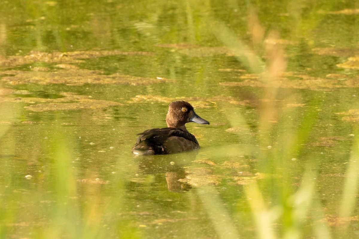 Tufted Duck - ML487476141