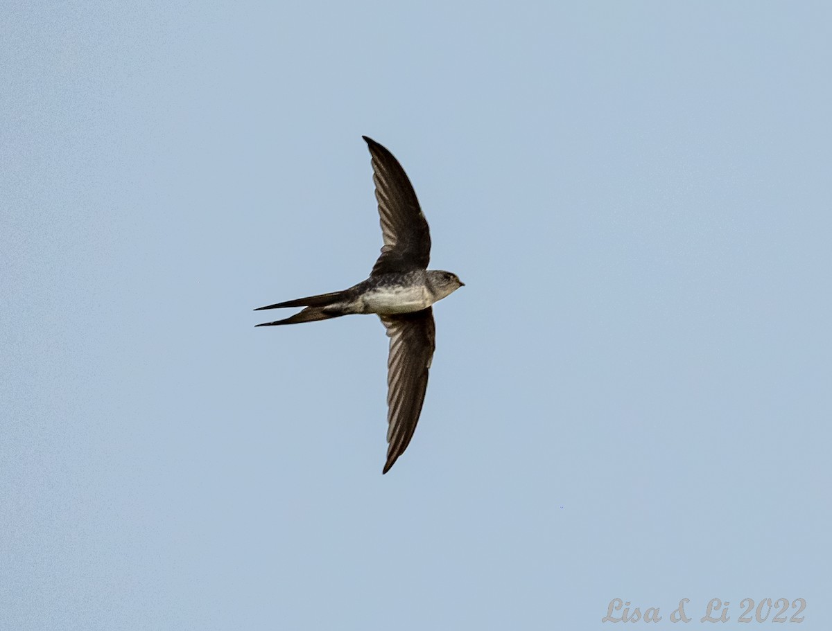 Fork-tailed Palm Swift - ML487478171