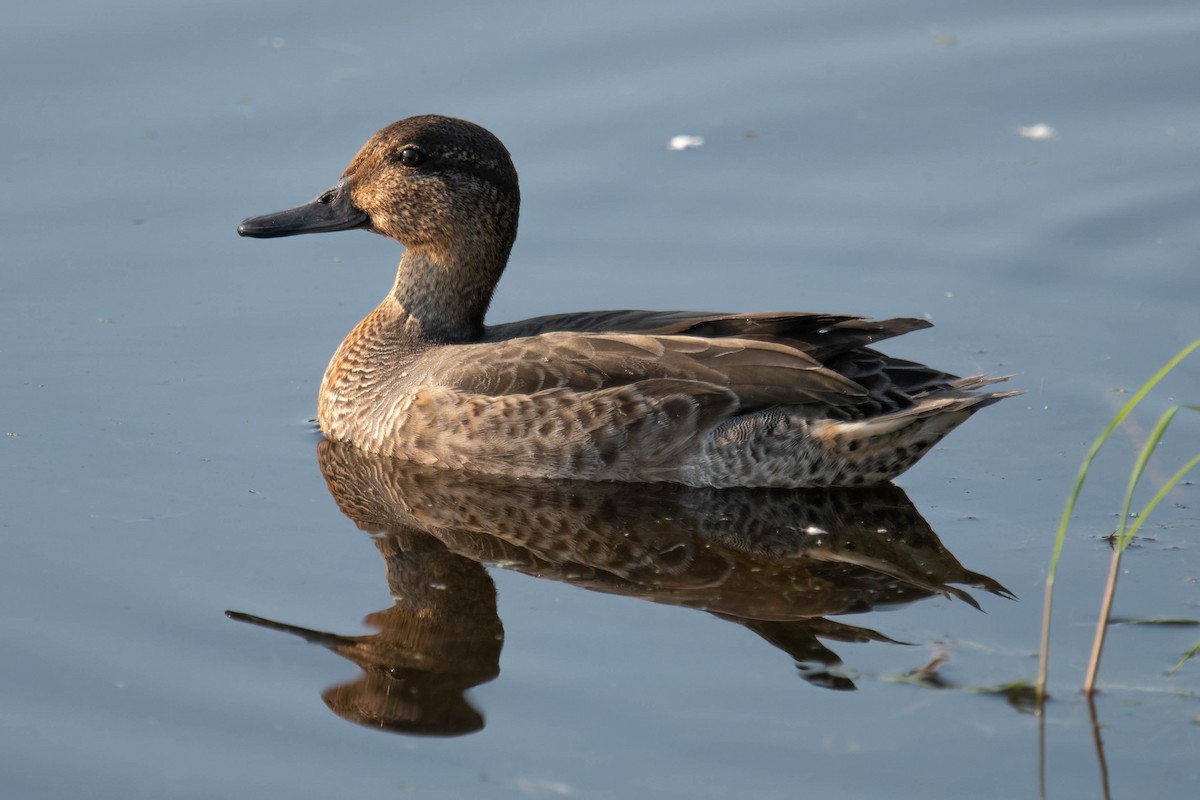 Green-winged Teal - ML487480701