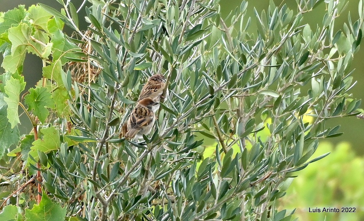 Eurasian Tree Sparrow - ML487483191