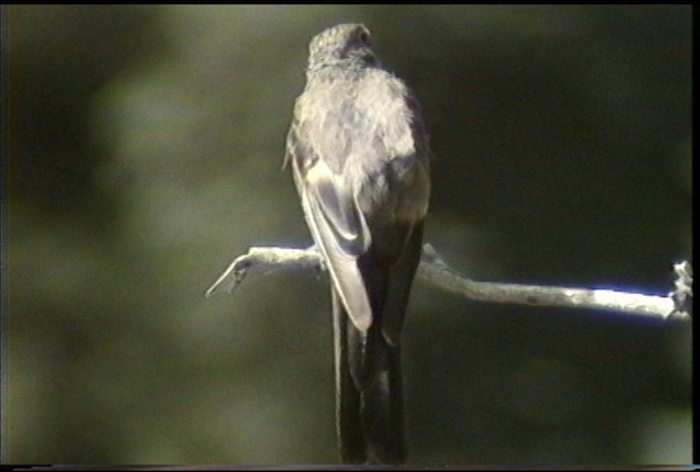 Townsend's Solitaire - ML487488
