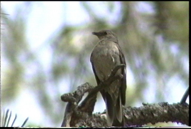 Townsend's Solitaire - ML487490