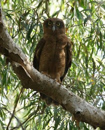 Rufous Owl - Edward Smith