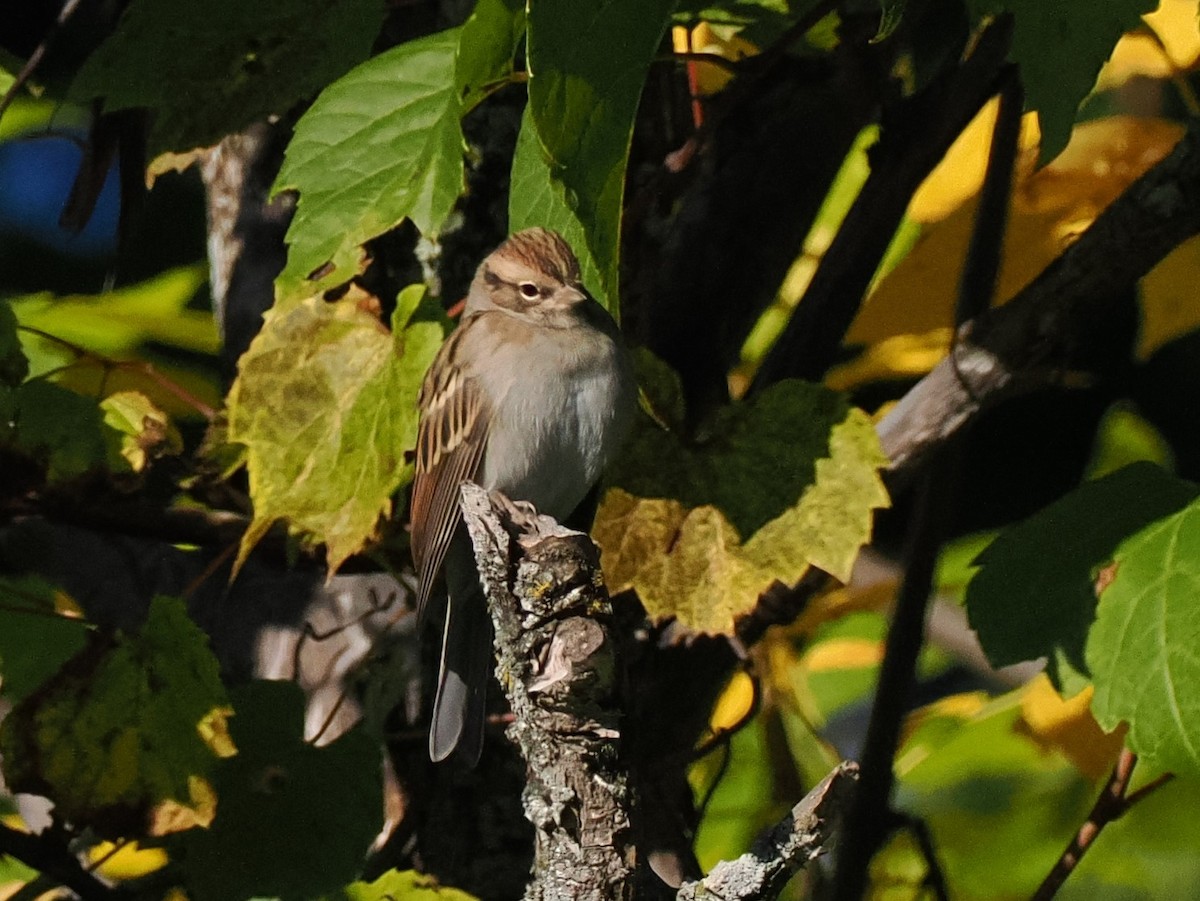 Chipping Sparrow - ML487499101