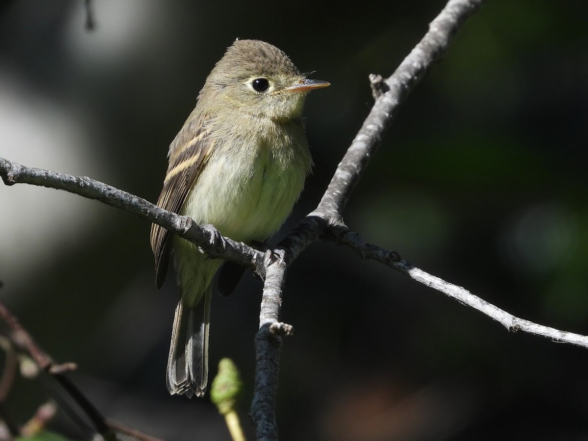 Western Flycatcher (Pacific-slope) - ML487510851