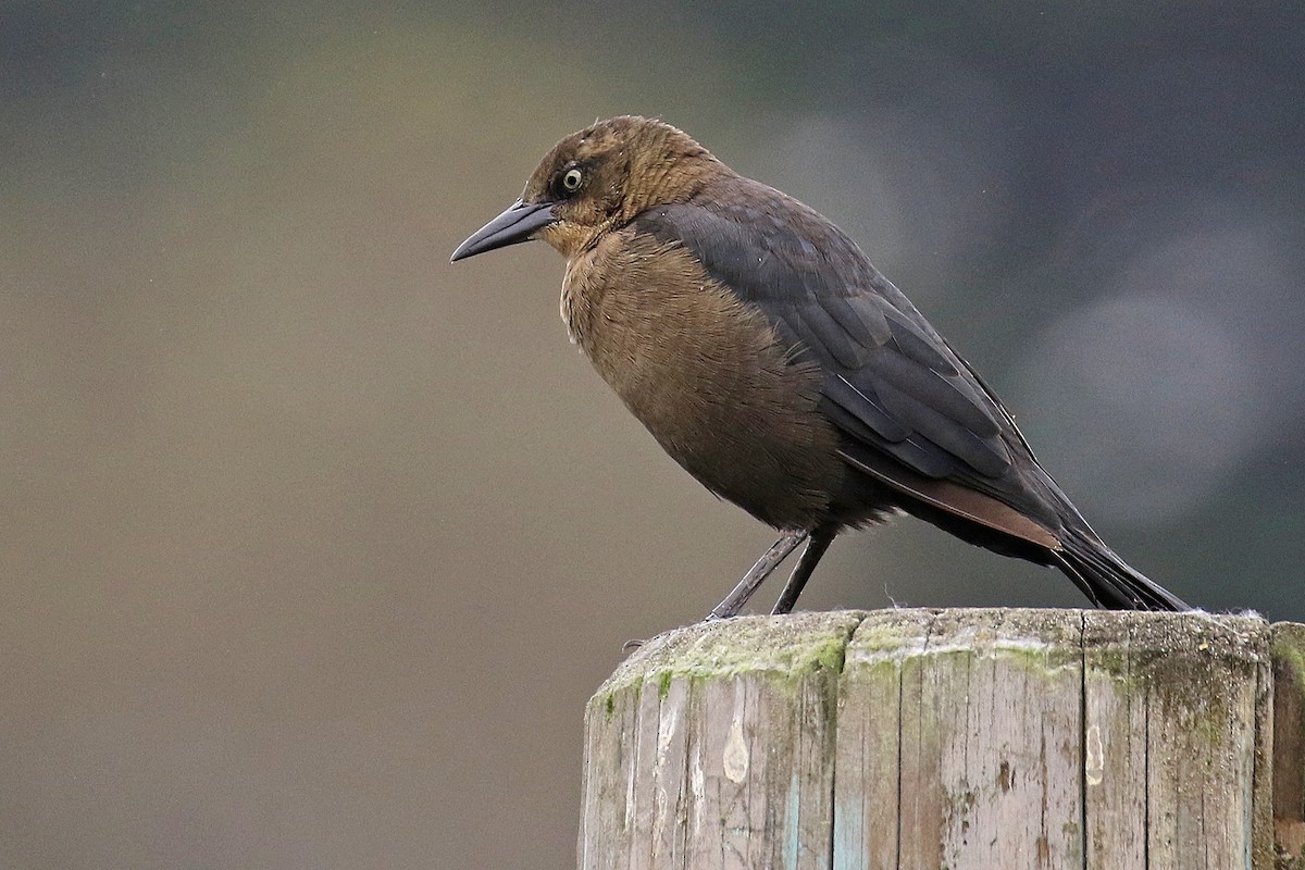 Great-tailed Grackle - ML487513891