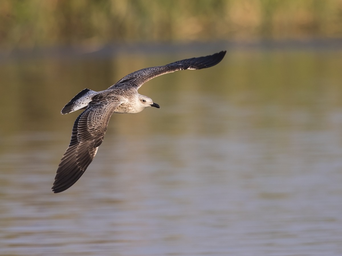 Lesser Black-backed Gull (fuscus) - Niall D Perrins