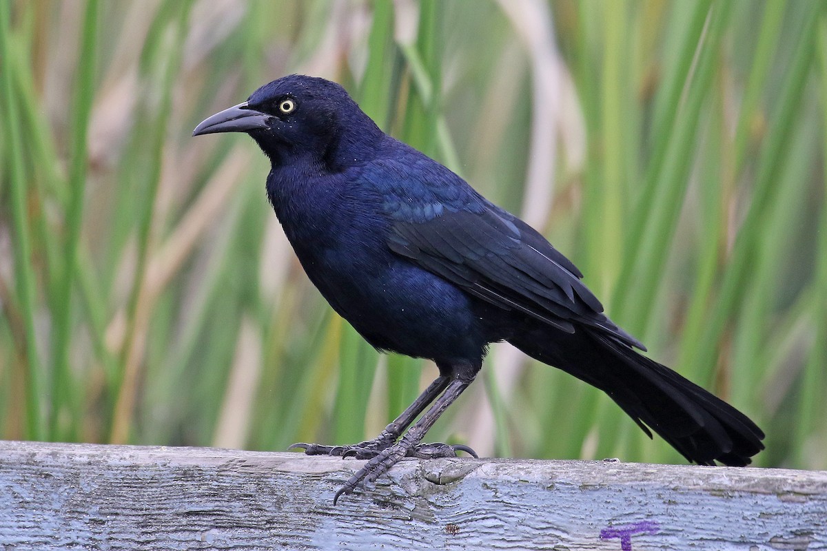 Great-tailed Grackle - ML487514181