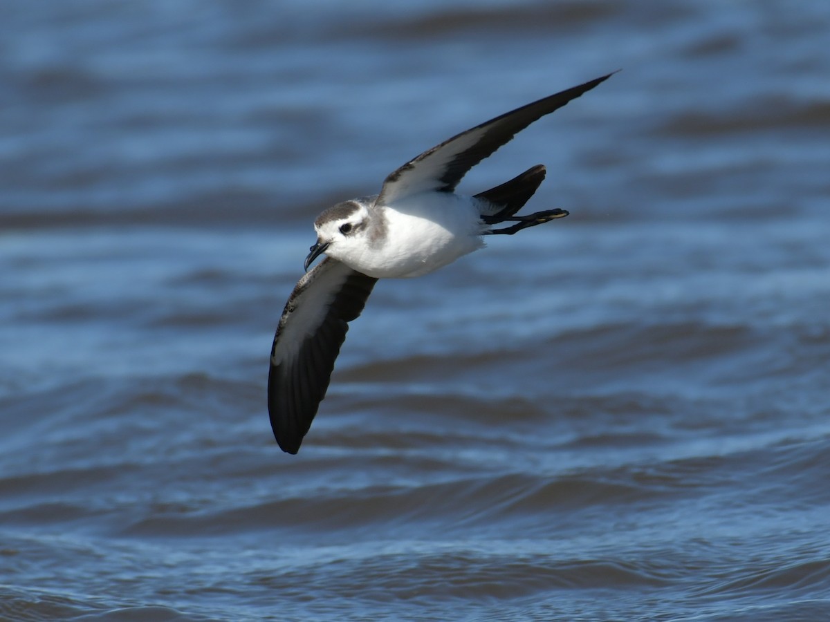 White-faced Storm-Petrel - ML487518031