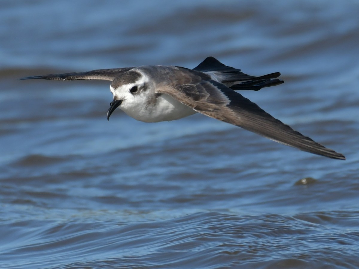 White-faced Storm-Petrel - ML487518041