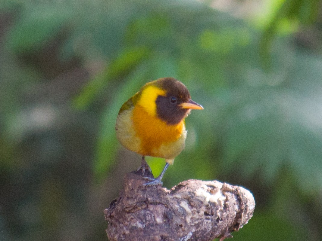 Rufous-headed Tanager - ML487522011