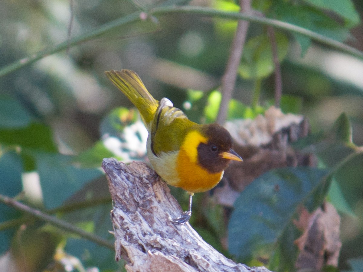 Rufous-headed Tanager - ML487522021