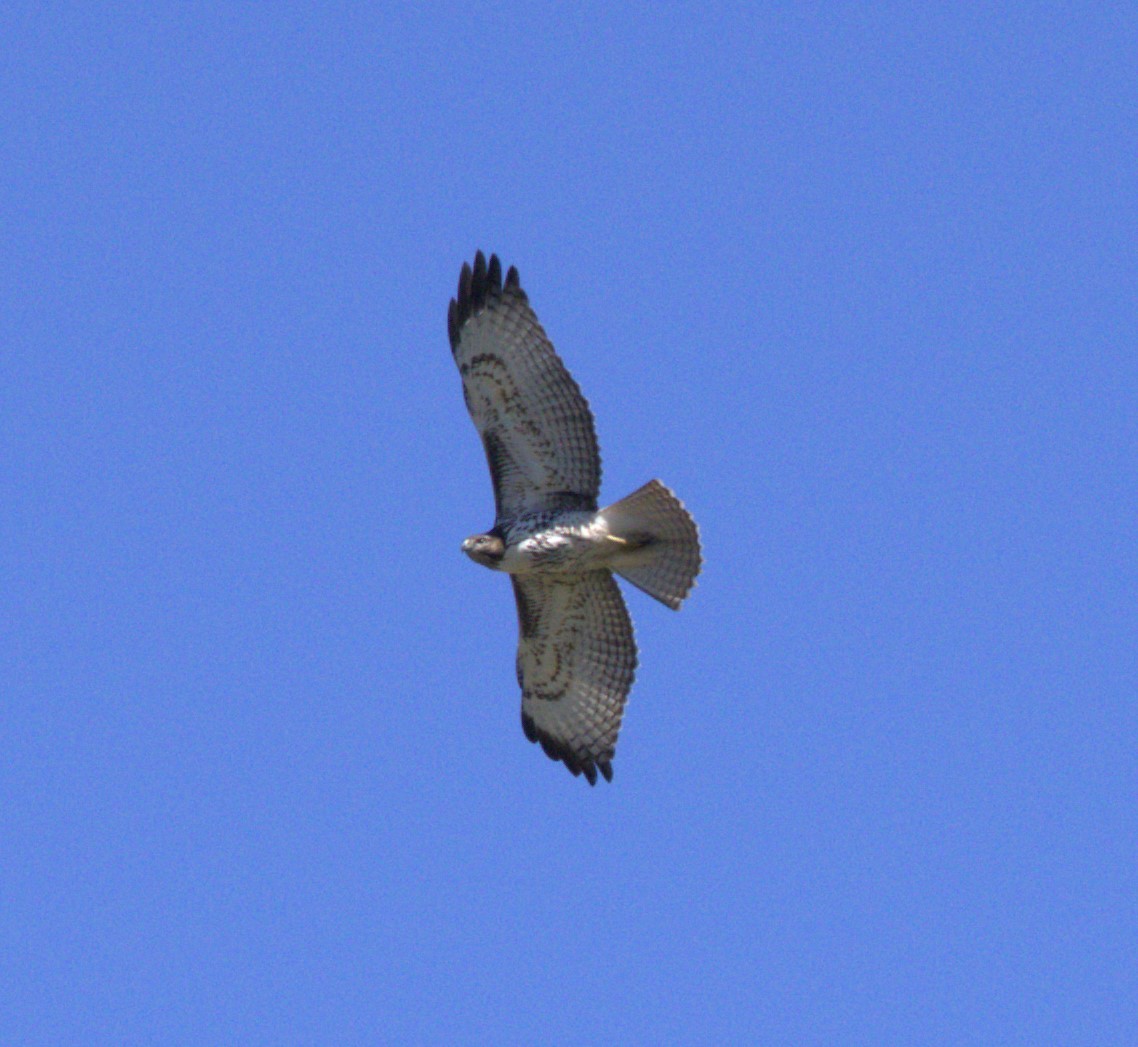 Red-tailed Hawk - ML487522901