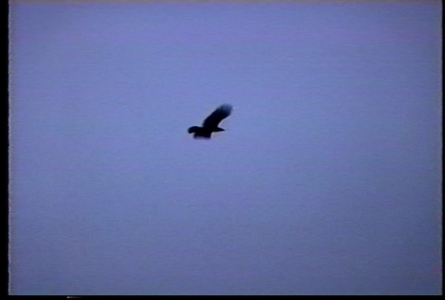 Hawaiian Crow - ML487523