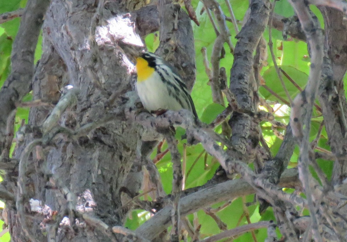 Yellow-throated Warbler - ML487531751