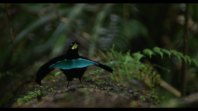 Wondiwoi-Kragenparadiesvogel - ML487534