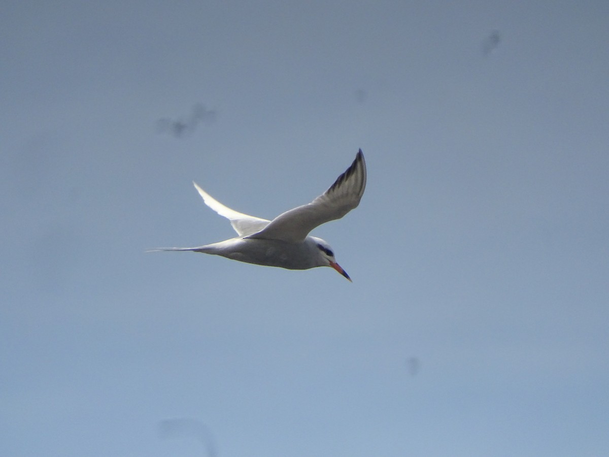 Snowy-crowned Tern - ML487538911