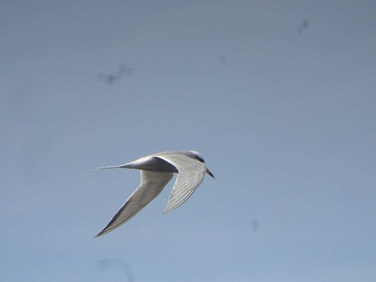 Snowy-crowned Tern - ML487538921