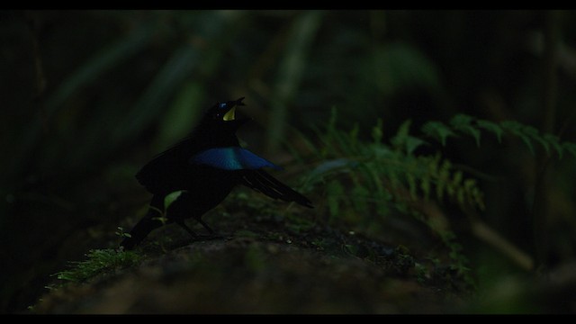 Wondiwoi-Kragenparadiesvogel - ML487539