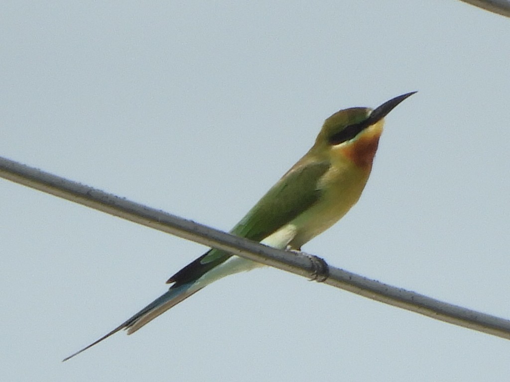 Blue-tailed Bee-eater - ML487539011