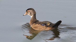 Wood Duck, ML48753961
