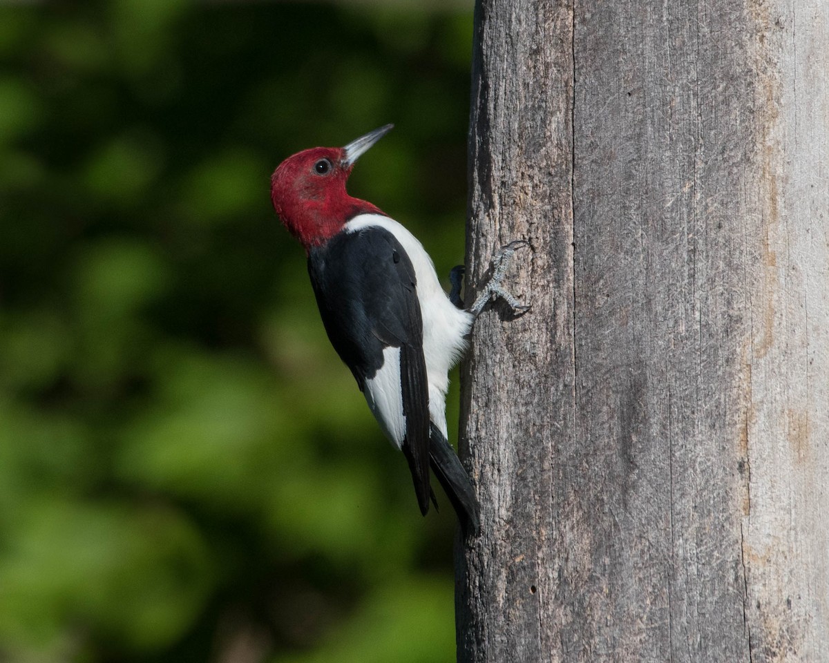 Red-headed Woodpecker - ML487541991