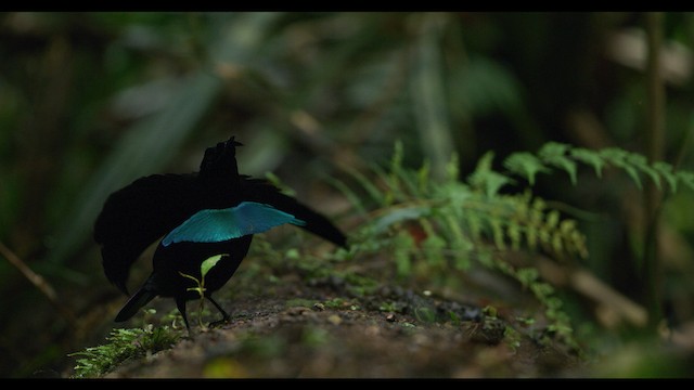 Wondiwoi-Kragenparadiesvogel - ML487547