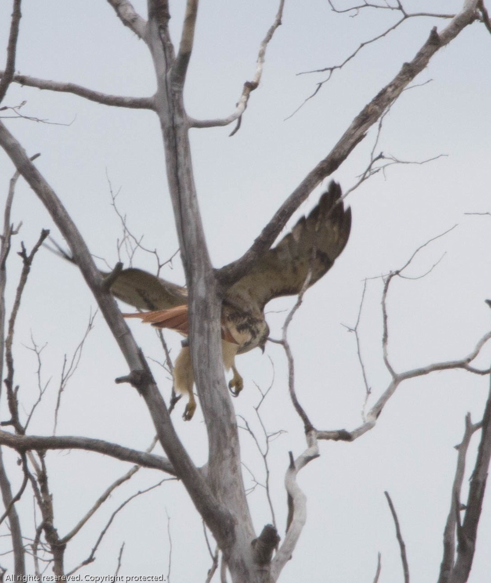 Red-tailed Hawk (abieticola) - ML487547981