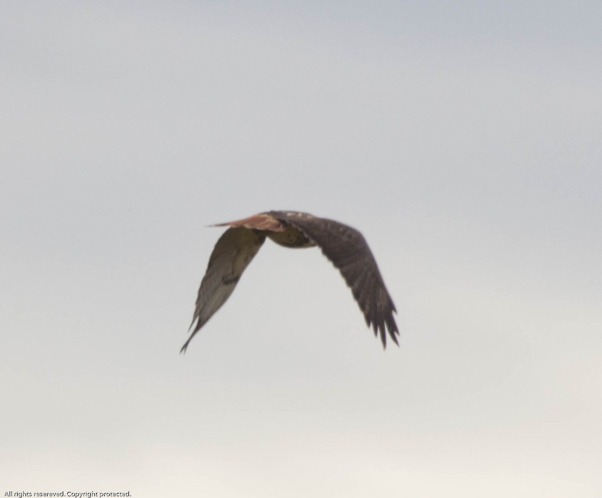 Red-tailed Hawk (abieticola) - ML487548011