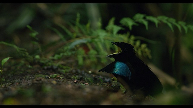 Wondiwoi-Kragenparadiesvogel - ML487550