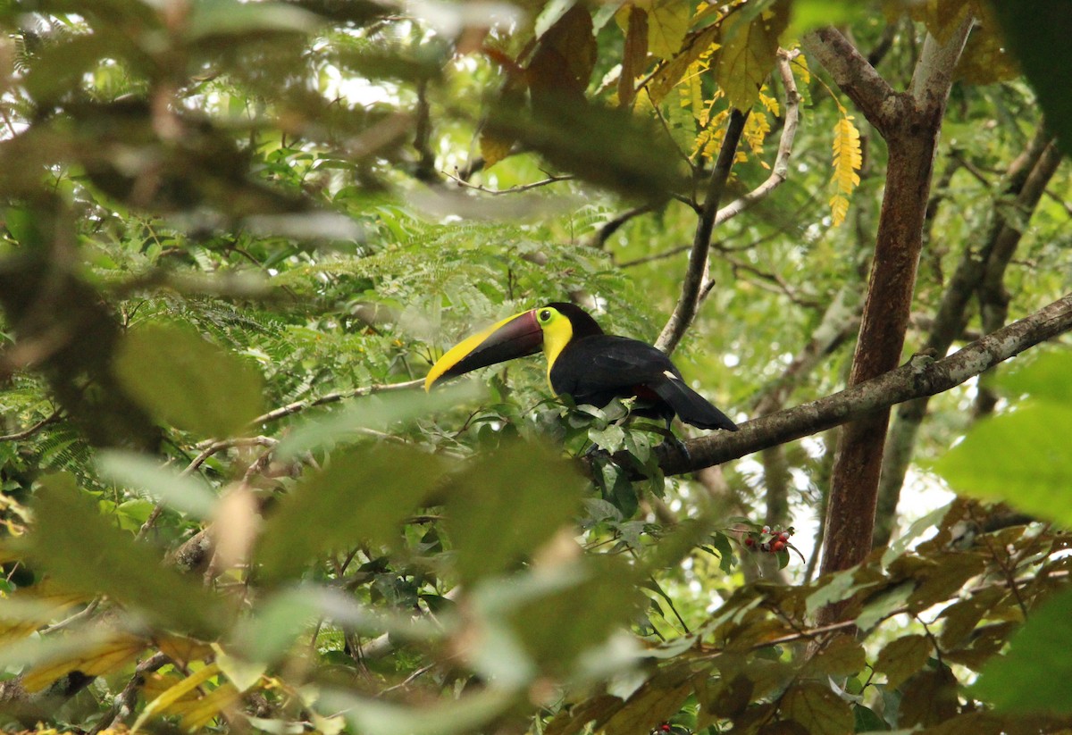 Yellow-throated Toucan (Chestnut-mandibled) - ML487551721