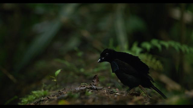 Wondiwoi-Kragenparadiesvogel - ML487553