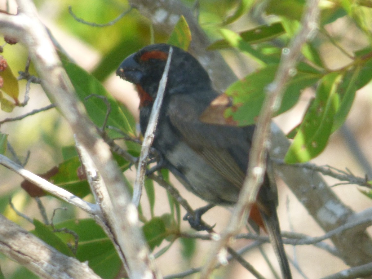 Greater Antillean Bullfinch - ML48755351