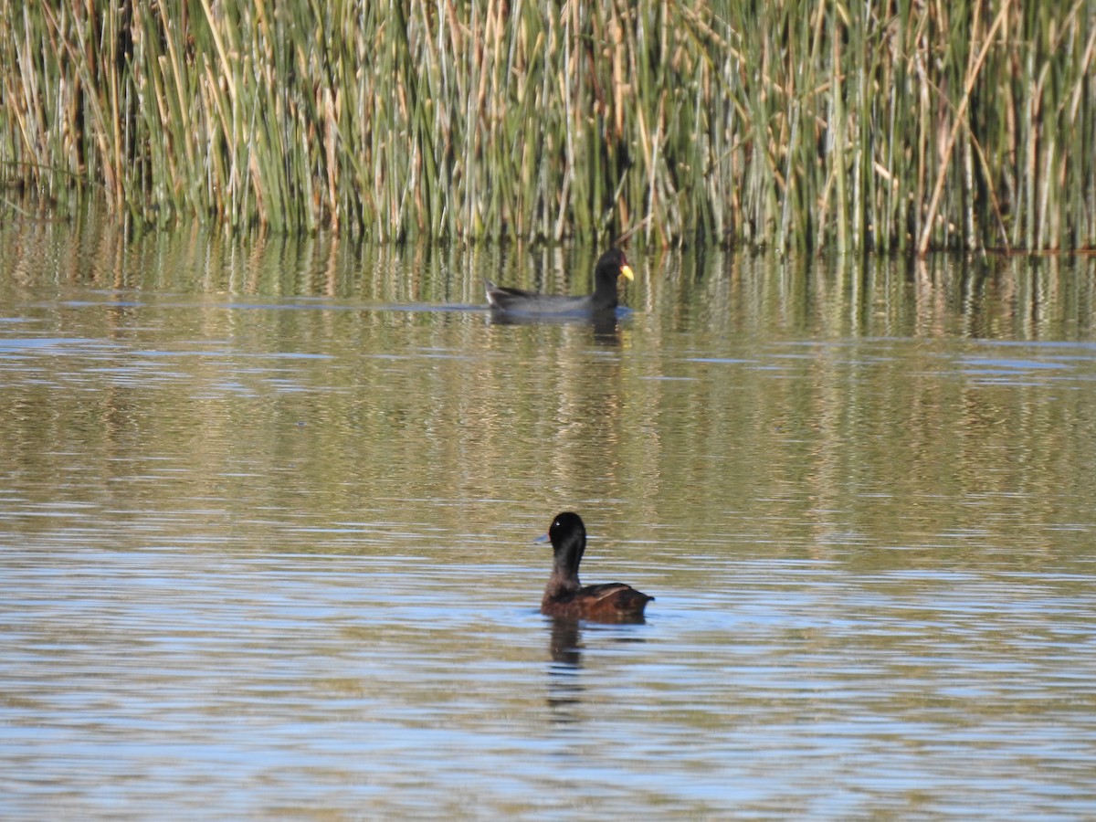 Red-fronted Coot - ML487561811