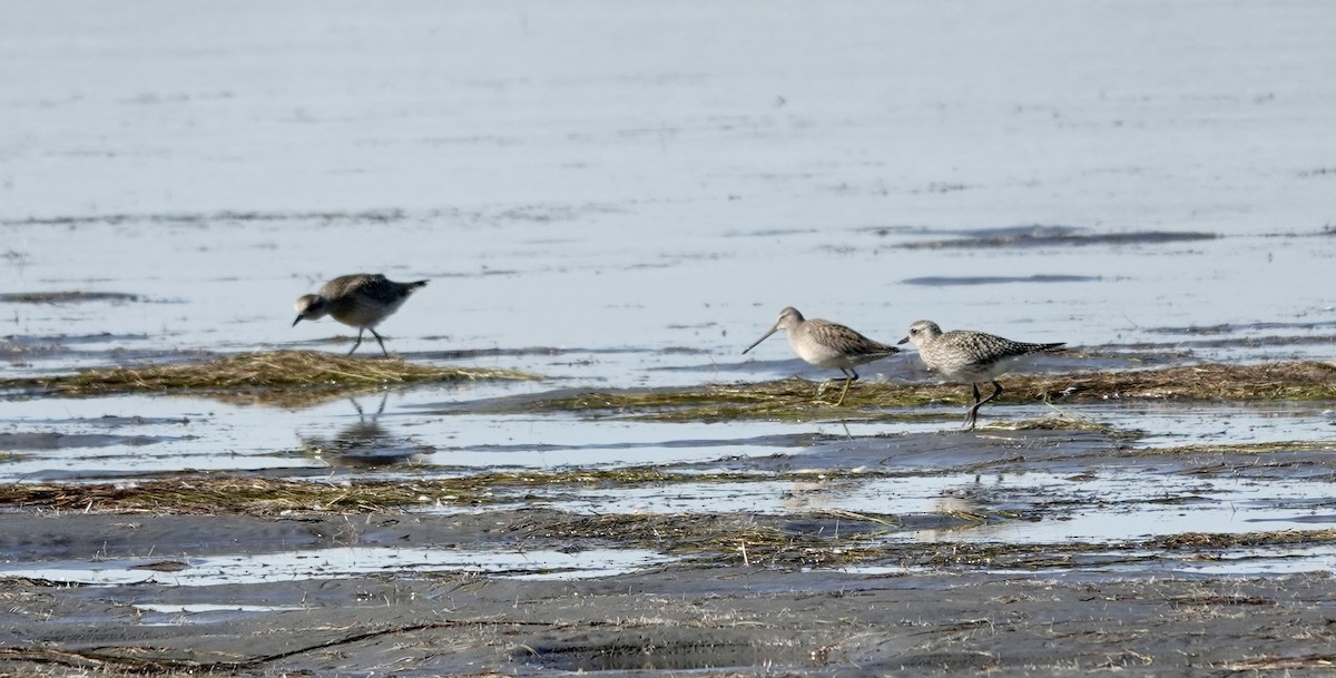 Long-billed Dowitcher - ML487562121