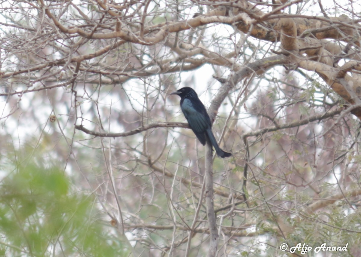 Hair-crested Drongo - ML48756601