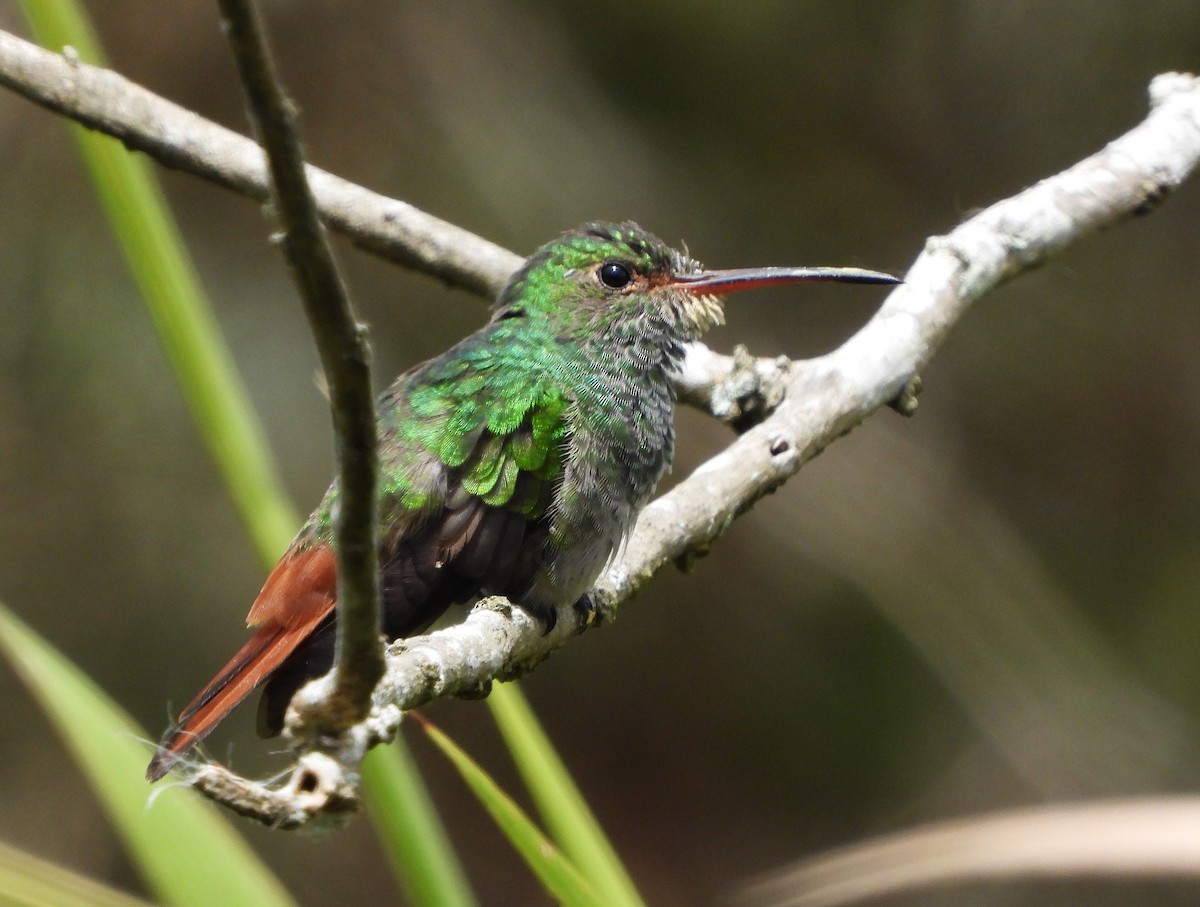 Rufous-tailed Hummingbird - ML487574701