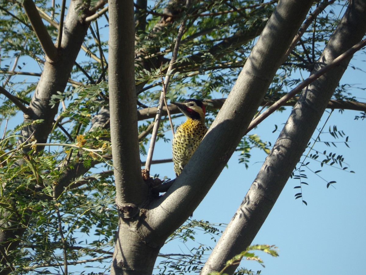 Green-barred Woodpecker - ML487575331
