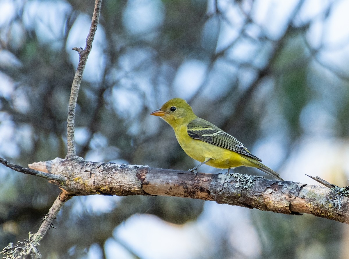 Western Tanager - ML487575521