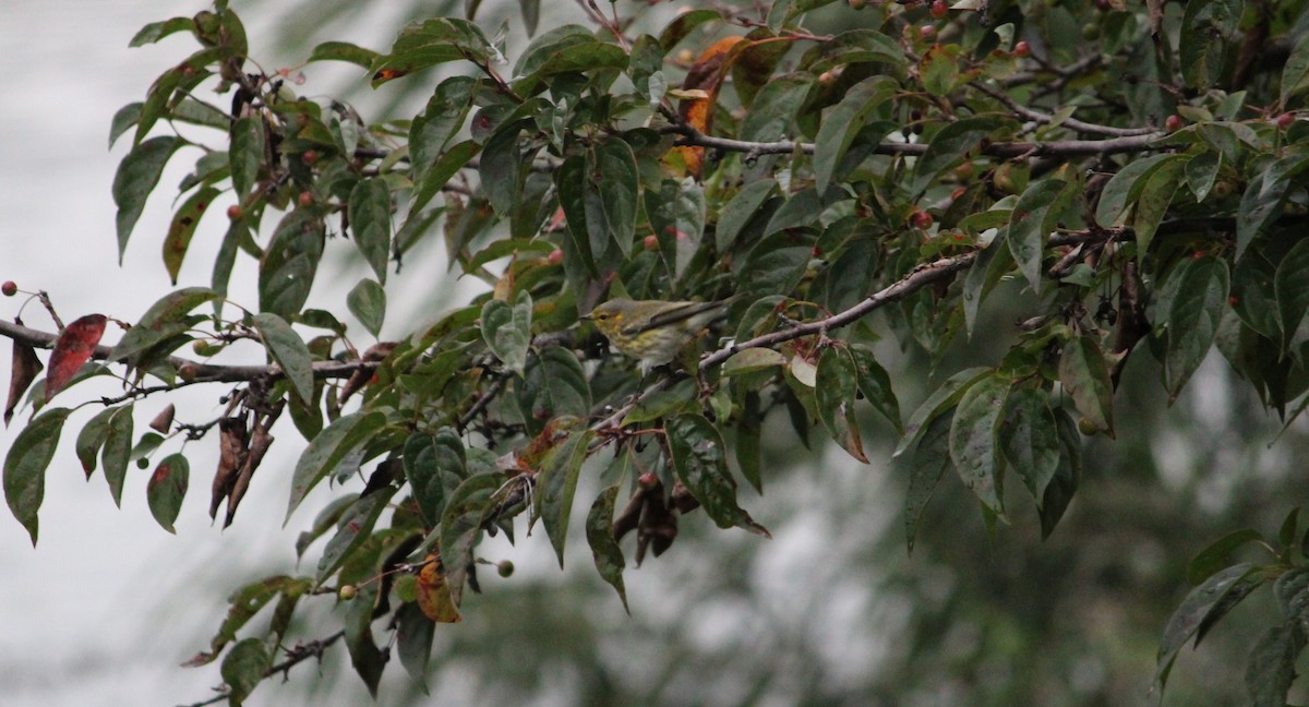 Cape May Warbler - ML487575701