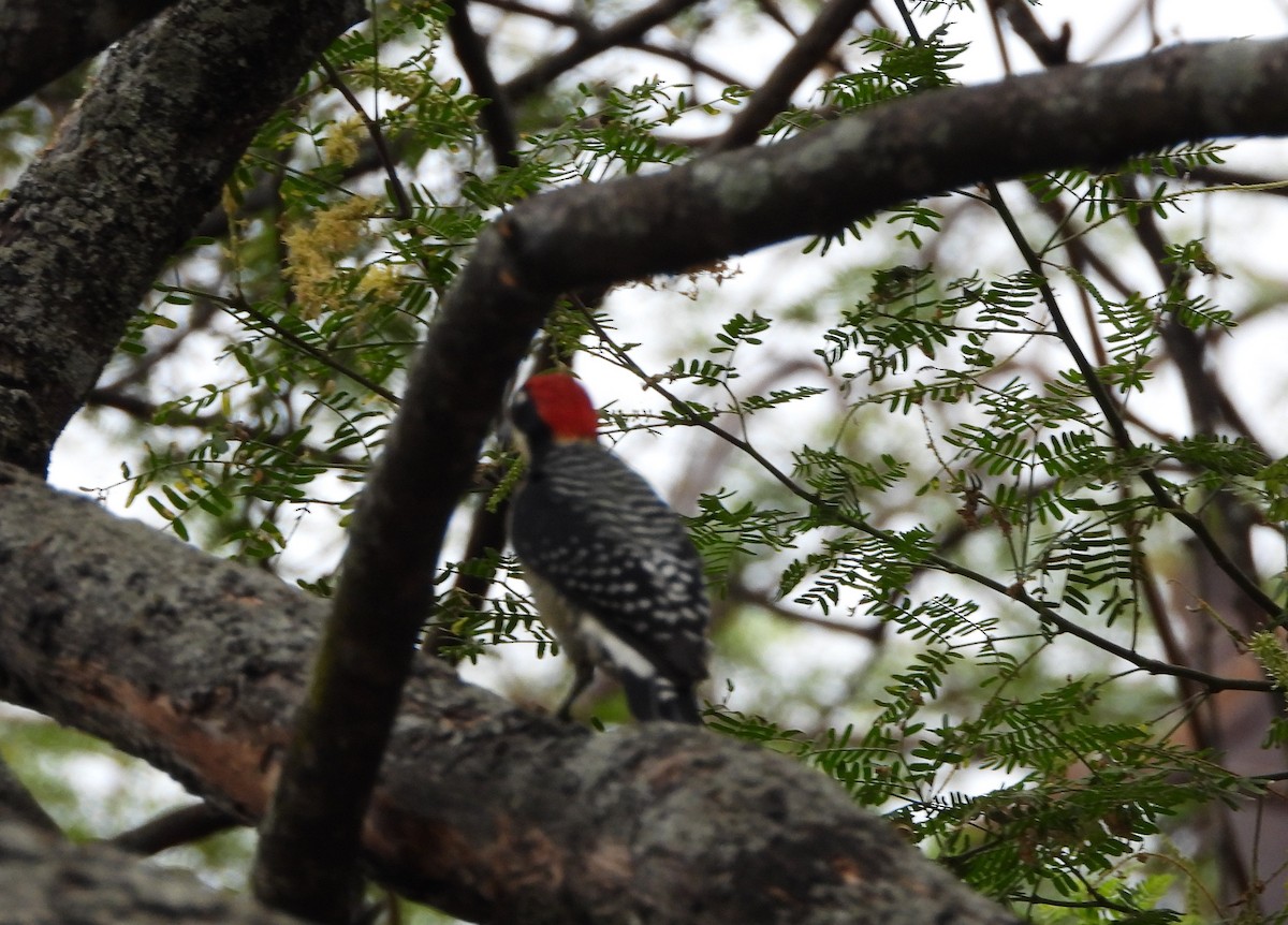 Black-cheeked Woodpecker - ML487577151