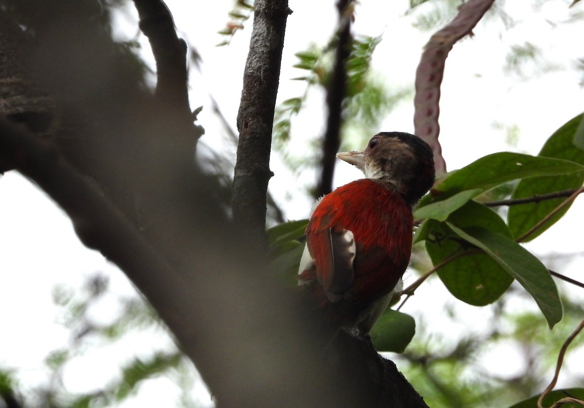 Scarlet-backed Woodpecker - ML487577301