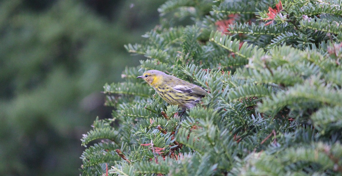 Cape May Warbler - ML487578301