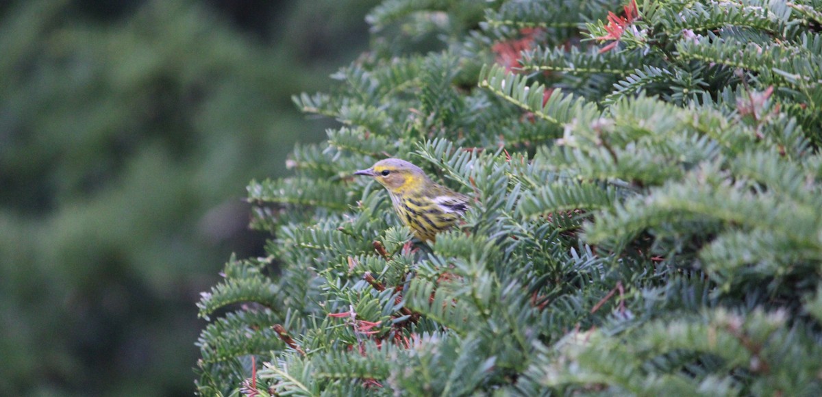 Cape May Warbler - ML487578311