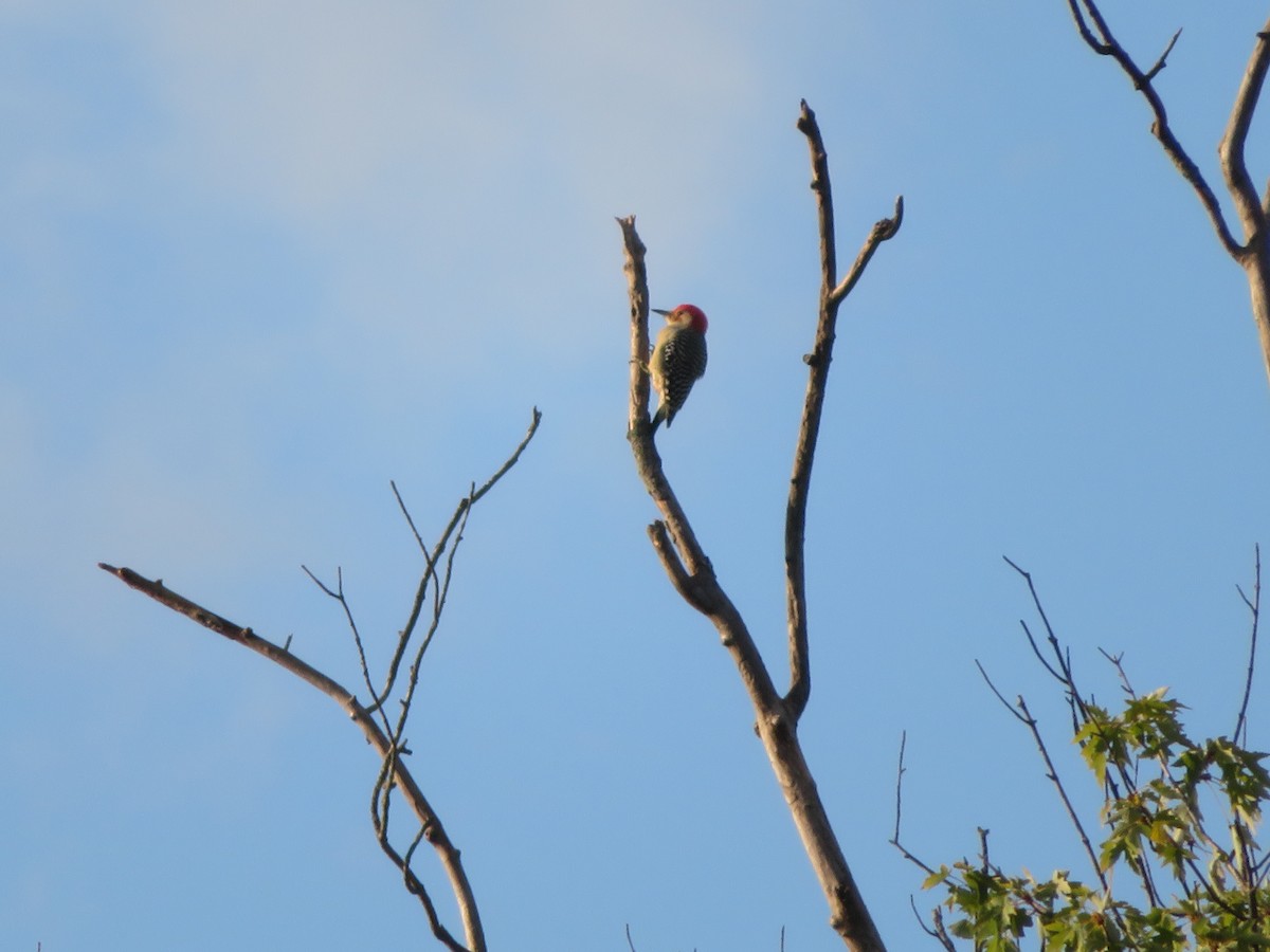 Red-bellied Woodpecker - ML487585281
