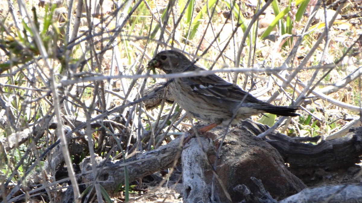 Band-tailed Sierra Finch - Diego Davis Urrea